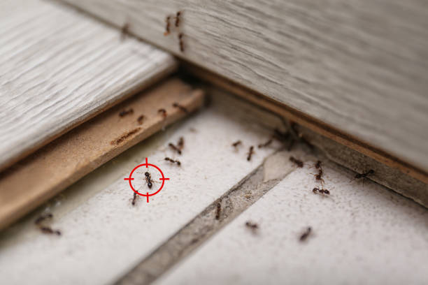Best Exterminator Services  in Bonanza, GA