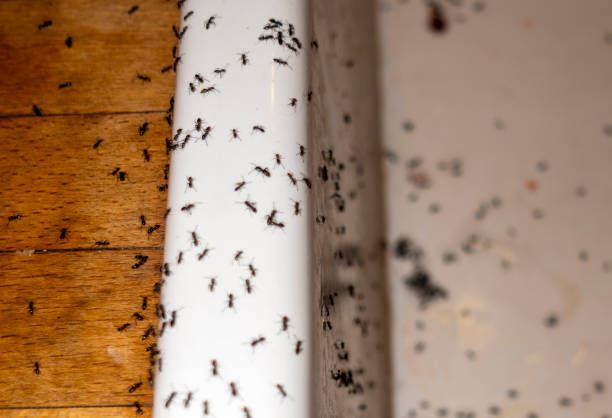 Best Best Pest Control Companies  in Bonanza, GA